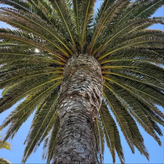 Palm trees & sunshine